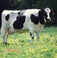 US Beef: Mad cow disease scare prompts recall of 4,000 pounds of meat